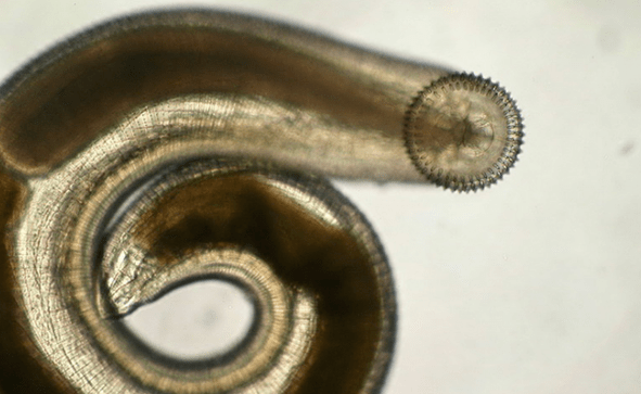 poodinio parazito gnatostoma